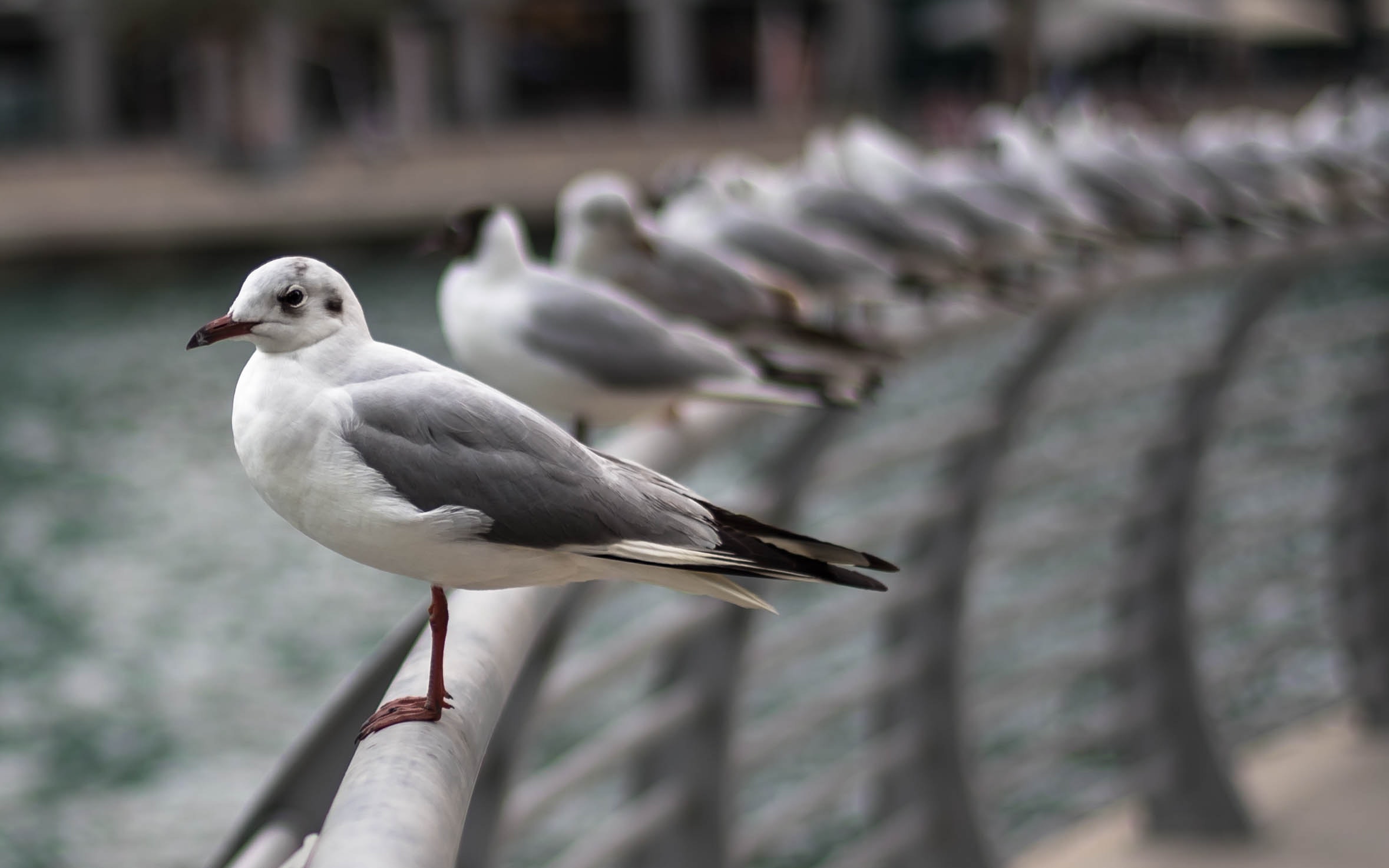 Birds